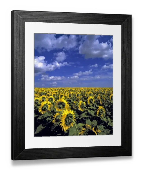 Framed Print : USA, North Dakota, Cass Co. Sunflowers stretch as far as the eye can see in Cass County Framed Print : USA, North Dakota, Cass Co. Sunflowers stretch as far as the eye can see in Cass County