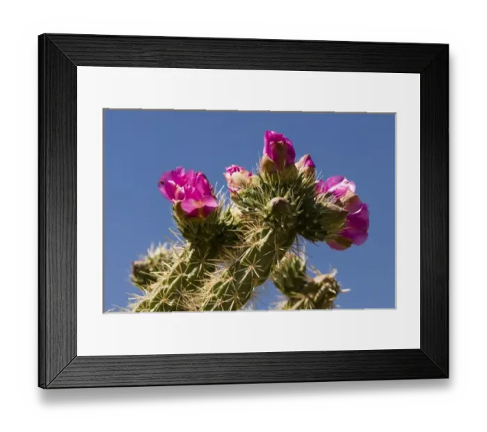 Framed Print : USA, NM. Tree Cholla cactus (Opuntia imbricata) Framed Print : USA, NM. Tree Cholla cactus (Opuntia imbricata)