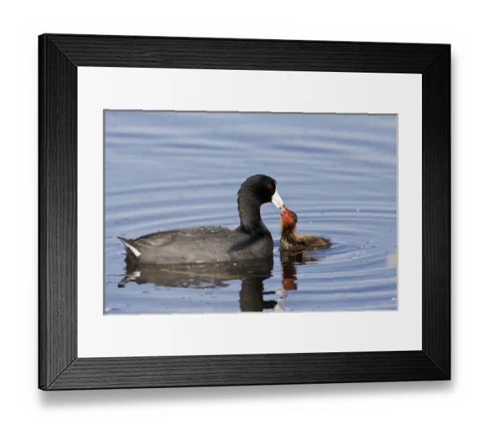 Framed Print : Ladd Marsh Wildlife Area, Oregon, an American Coot (Fulica americana) accompanying Framed Print : Ladd Marsh Wildlife Area, Oregon, an American Coot (Fulica americana) accompanying