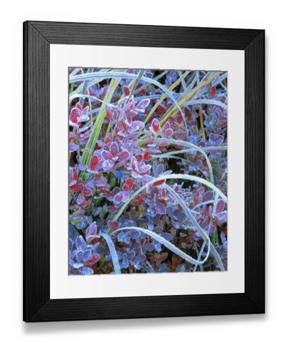 Framed Print : USA, Oregon, McKenzie Pass. White-blue frost furs the edges of autumn huckleberries Framed Print : USA, Oregon, McKenzie Pass. White-blue frost furs the edges of autumn huckleberries