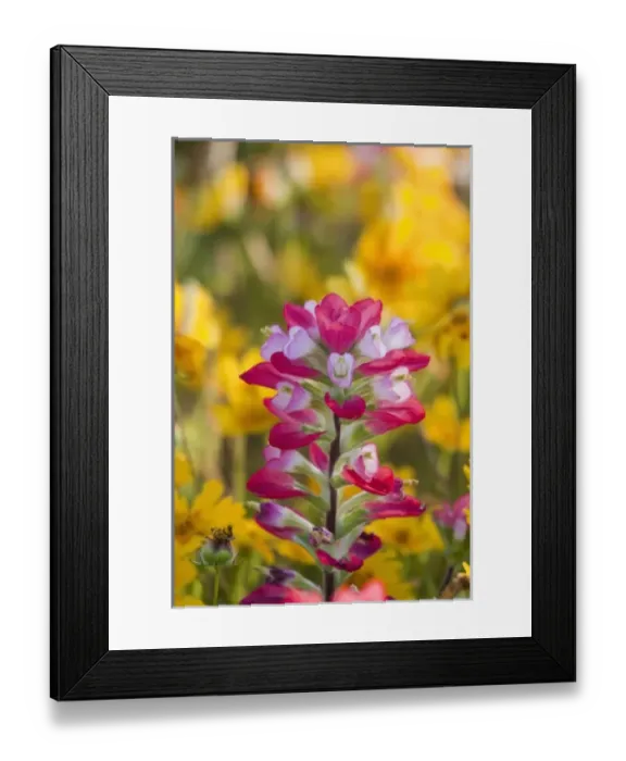 Framed Print : USA, North America, Texas Framed Print : USA, North America, Texas