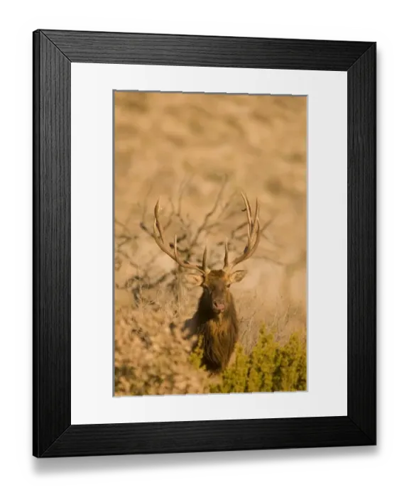 Framed Print : USA, North America, Texas Framed Print : USA, North America, Texas