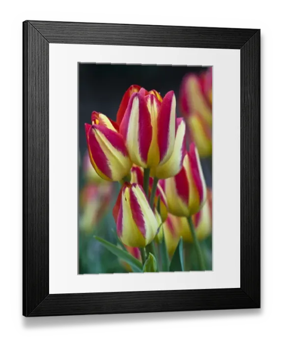 Framed Print : USA, Ohio. Close-up of tulip variety Framed Print : USA, Ohio. Close-up of tulip variety