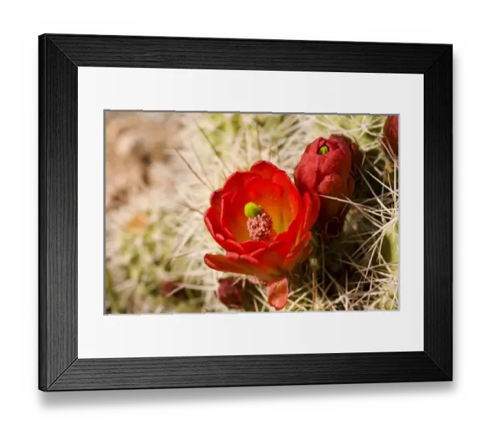 Framed Print : Claret cup cactus Framed Print : Claret cup cactus