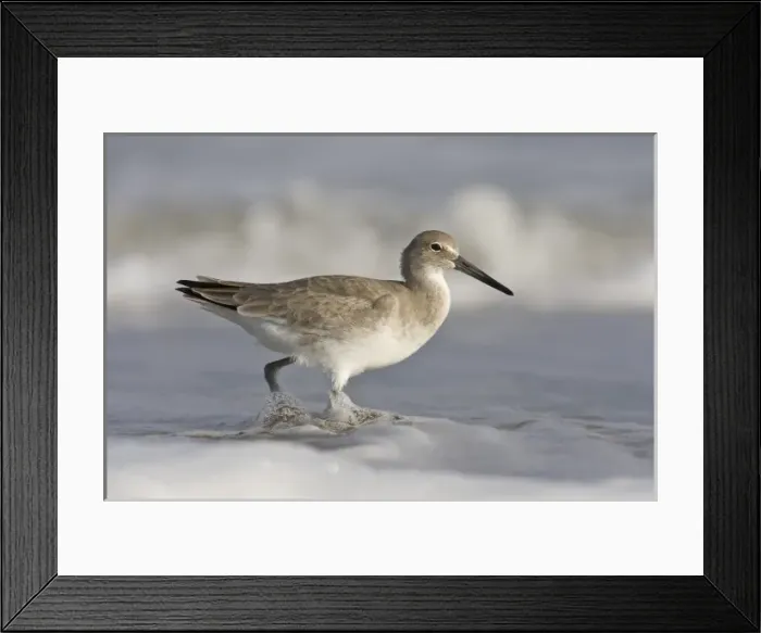 Framed Print : Willet (Catoptrophorus semipalmatus) feeding in surg, Gulf of Mexico, Texas, USA