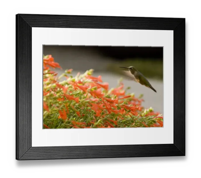 Framed Print : Black-Chinned Hummingbird, Archilochus alexandri, feeding on Zauschneria latifolia Flower