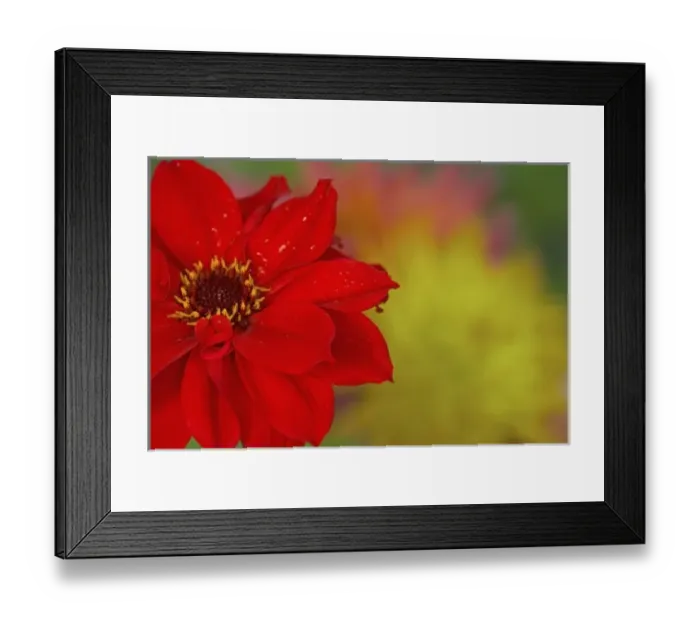 Framed Print : Close-up of red Dahlia, Sammamish Washington