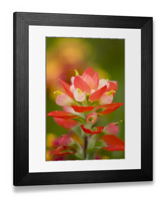 Framed Print : Texas Paintbrush, Castilleja indivisa, Wildflowers, Hill Country, Brenham, Texas, USA Framed Print : Texas Paintbrush, Castilleja indivisa, Wildflowers, Hill Country, Brenham, Texas, USA