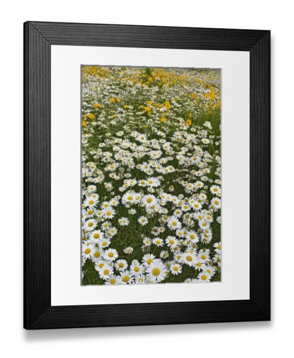 Framed Print : USA, North America, North Carolina Framed Print : USA, North America, North Carolina
