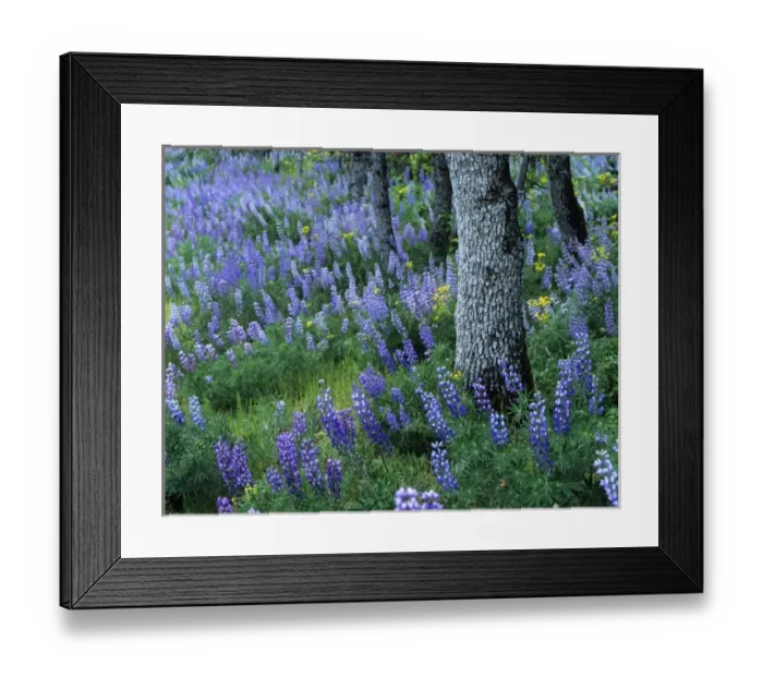 Framed Print : Lupine wildflowers grow in white oak forest in the Columbia Gorge near Rowena Oregon Framed Print : Lupine wildflowers grow in white oak forest in the Columbia Gorge near Rowena Oregon