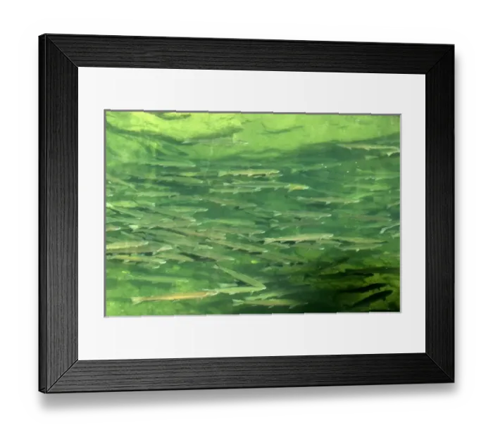 Framed Print : Steelhead Returning Home to Spawn, Steamboat Creek, Oregon, USA Framed Print : Steelhead Returning Home to Spawn, Steamboat Creek, Oregon, USA