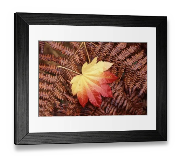 Framed Print : USA, Washington State, Skagit County, Fall Foliage Framed Print : USA, Washington State, Skagit County, Fall Foliage