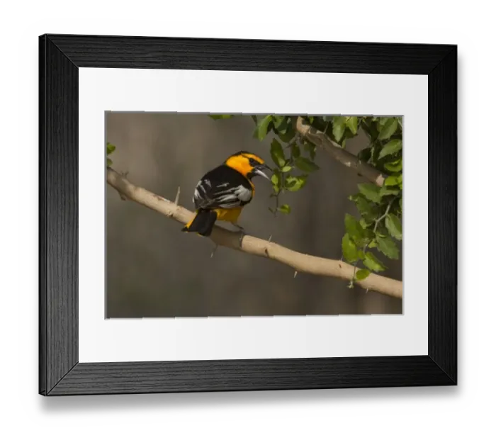 Framed Print : USA, North America, Texas Framed Print : USA, North America, Texas