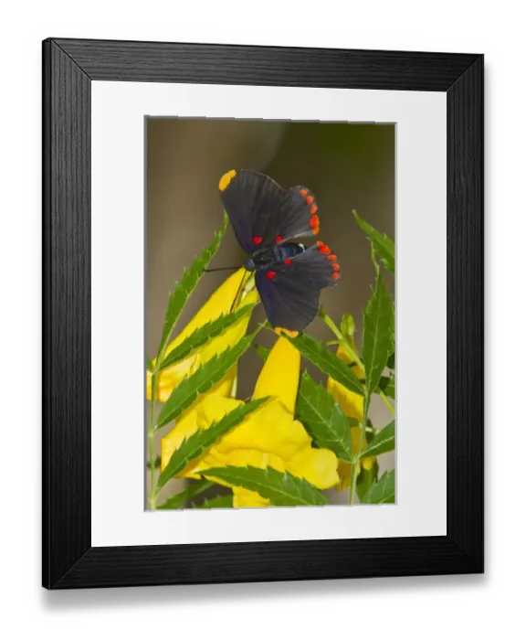 Framed Print : USA, North America, Texas Framed Print : USA, North America, Texas