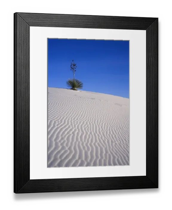 Framed Print : Yucca plant atop dune, White Sands National Monument, New Mexico Framed Print : Yucca plant atop dune, White Sands National Monument, New Mexico
