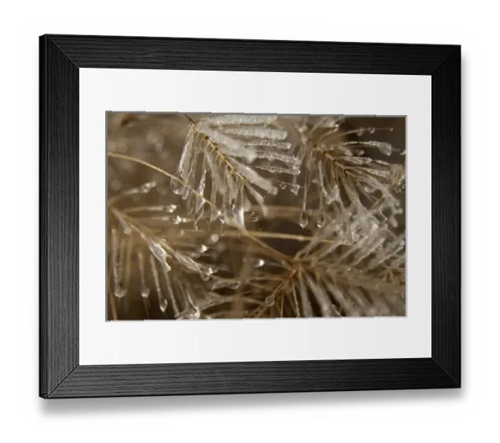 Framed Print : Ice melting off delicate branches Framed Print : Ice melting off delicate branches