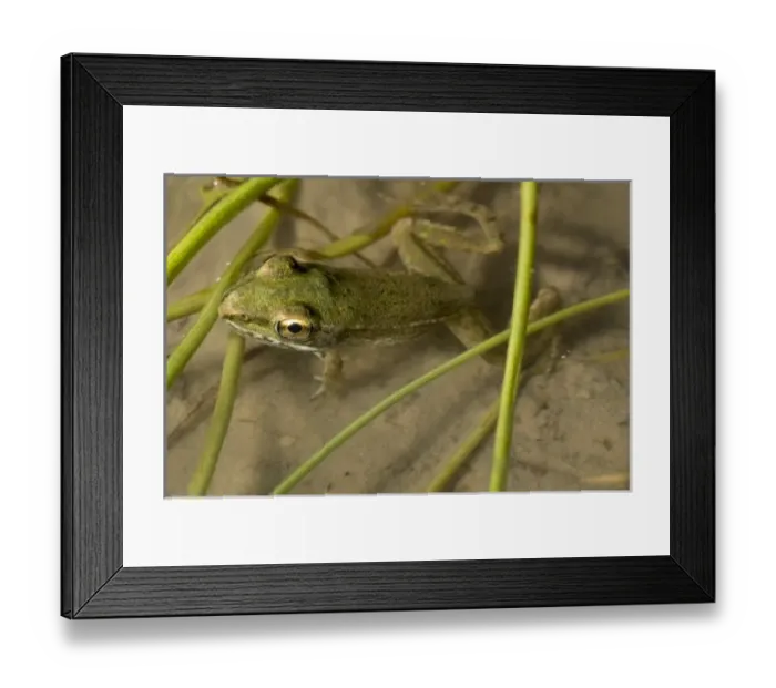 Framed Print : Baby southern leopard frog, Rana sphenocephala, Welder flats, Texas Framed Print : Baby southern leopard frog, Rana sphenocephala, Welder flats, Texas
