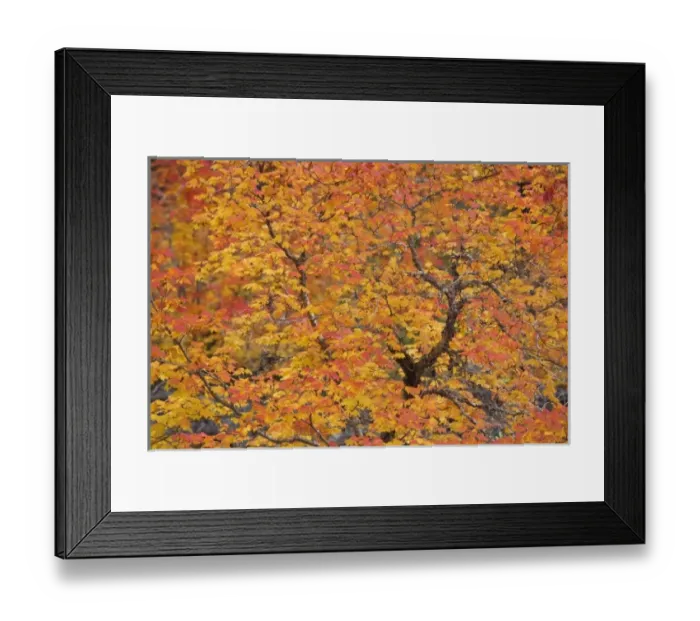 Framed Print : USA, Oregon, Willamette National Forest. Close-up ofvine maple tree in autumn foliage Framed Print : USA, Oregon, Willamette National Forest. Close-up ofvine maple tree in autumn foliage