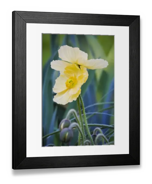 Framed Print : USA, North America, South Carolina