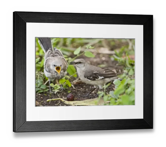 Framed Print : USA, North America, Texas Framed Print : USA, North America, Texas