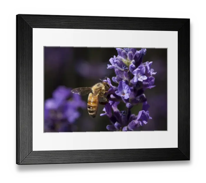 Framed Print : Keizer, Oregon, Honey Bee gathering nectar