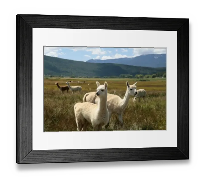 Framed Print : Mora, New Mexico, United States. Victory Ranch Alpaca farm. Huacaya breed Framed Print : Mora, New Mexico, United States. Victory Ranch Alpaca farm. Huacaya breed