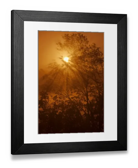 Framed Print : Sunrays streaming through a leafy tree, Boring, Oregon, USA Framed Print : Sunrays streaming through a leafy tree, Boring, Oregon, USA