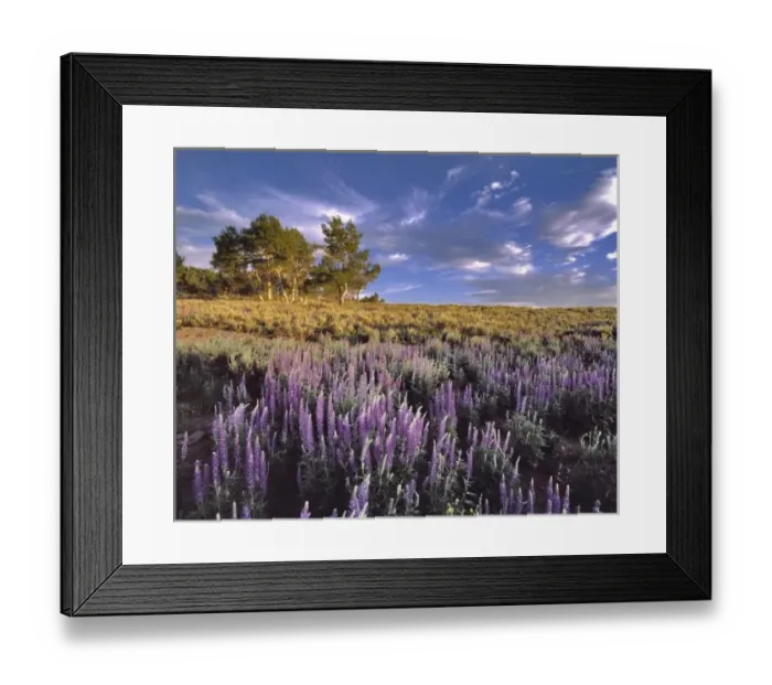 Framed Print : USA, Oregon, Steens Mountain. Lupine fill Whorehouse Meadow on Steens Mountain in southeast Oregon Framed Print : USA, Oregon, Steens Mountain. Lupine fill Whorehouse Meadow on Steens Mountain in southeast Oregon