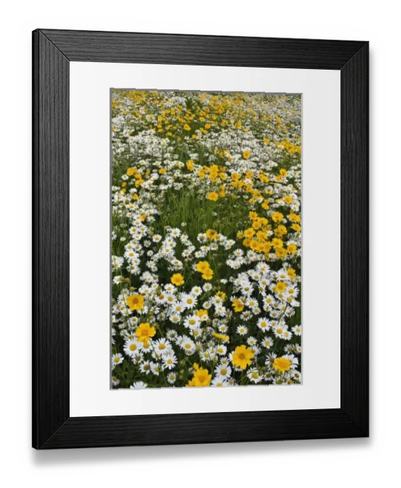 Framed Print : USA, North America, North Carolina