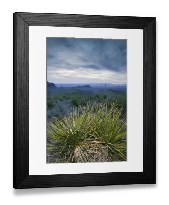 Framed Print : USA, TEXAS, Big Bend Area, Big Bend National Park: Park Dusk & Sotol Plants at Sotol Framed Print : USA, TEXAS, Big Bend Area, Big Bend National Park: Park Dusk & Sotol Plants at Sotol