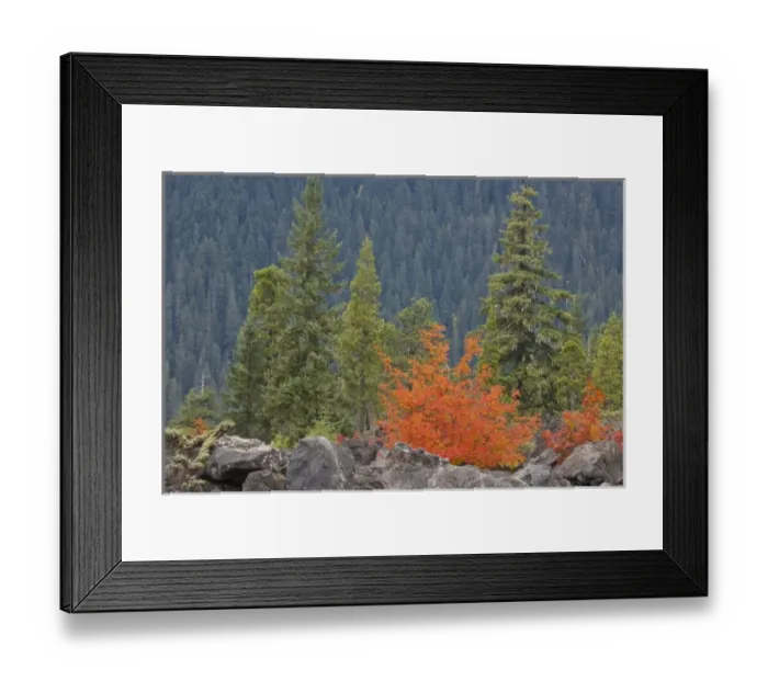 Framed Print : USA, Oregon, Willamette National Forest. Volcanic rock in forest Framed Print : USA, Oregon, Willamette National Forest. Volcanic rock in forest