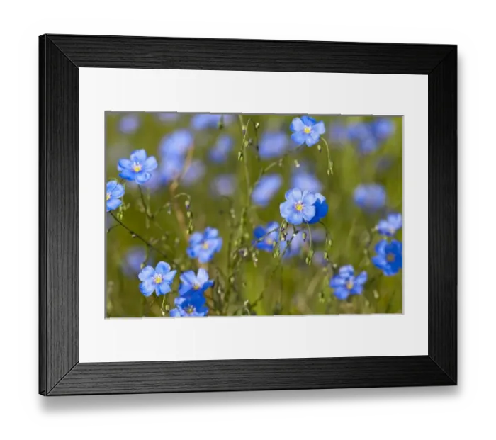 Framed Print : Wild Blue Flax Framed Print : Wild Blue Flax