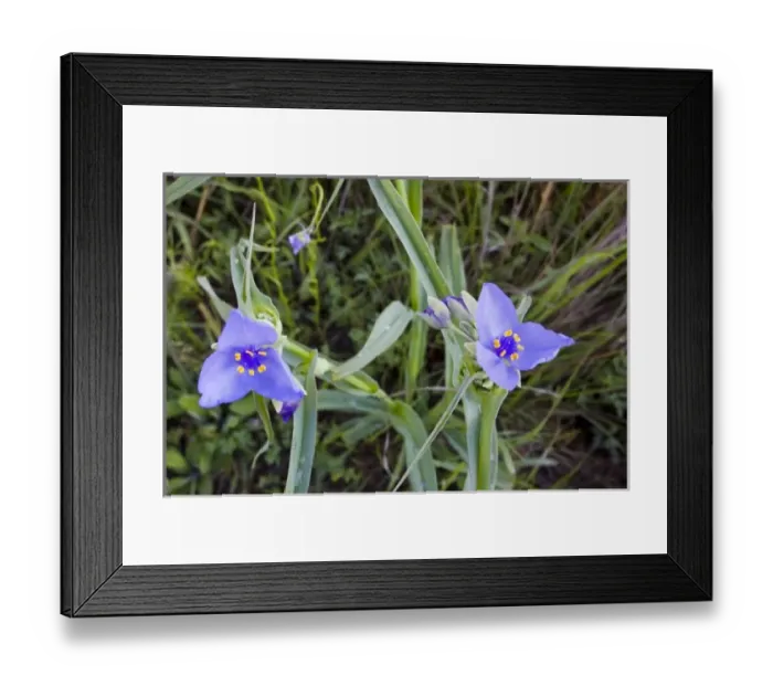 Framed Print : Prairie spiderwort wildflowers grow in the Tallgrass Prairie Preserve near Pawhuska Framed Print : Prairie spiderwort wildflowers grow in the Tallgrass Prairie Preserve near Pawhuska