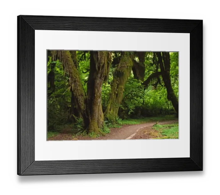 Framed Print : LWOly0411. North America, USA, Washington, Olympic National Park