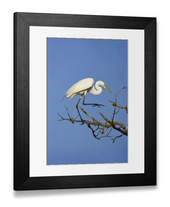 Framed Print : USA, Texas, High Island. Great egret in breeding plumage at High Island Rookery Framed Print : USA, Texas, High Island. Great egret in breeding plumage at High Island Rookery