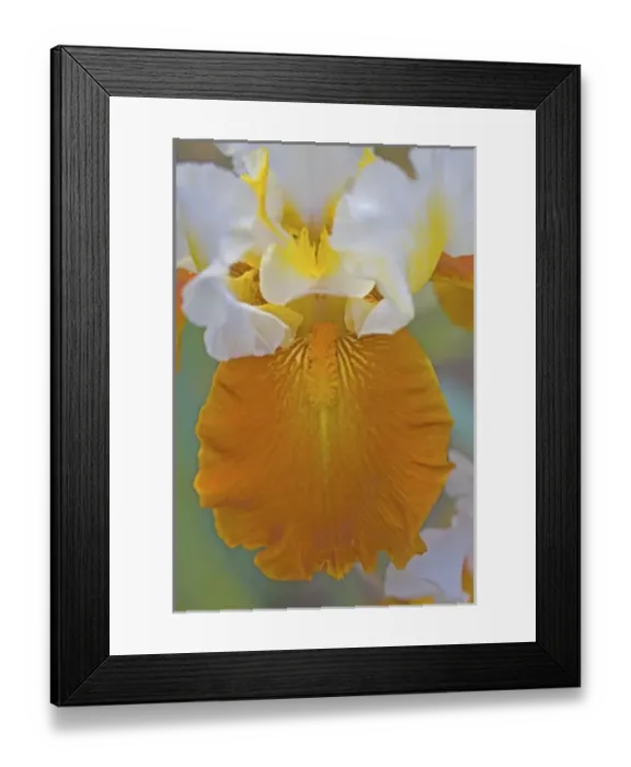 Framed Print : Flower Garden of Bearded Iris just north of Salem Oregon