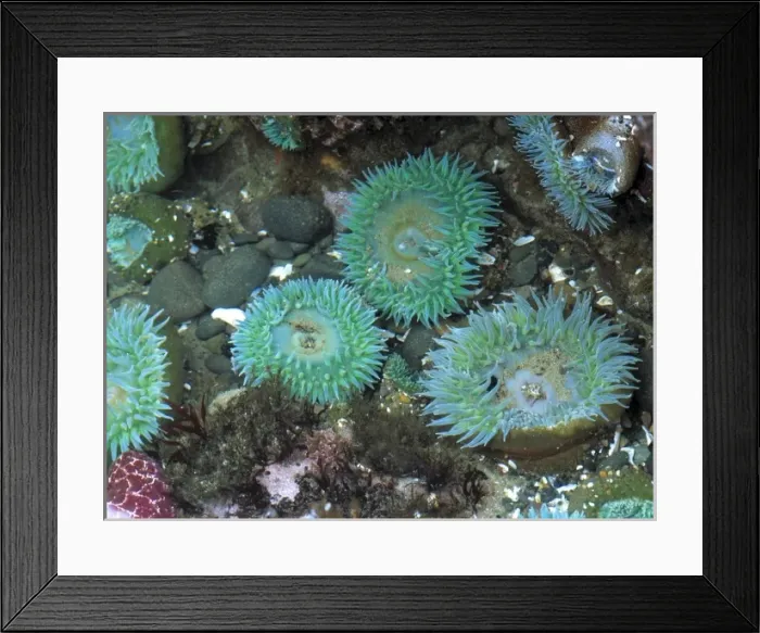 Framed Print : USA, Oregon, Nepture SP. Sea anemone display their beautiful colors in the ride pools