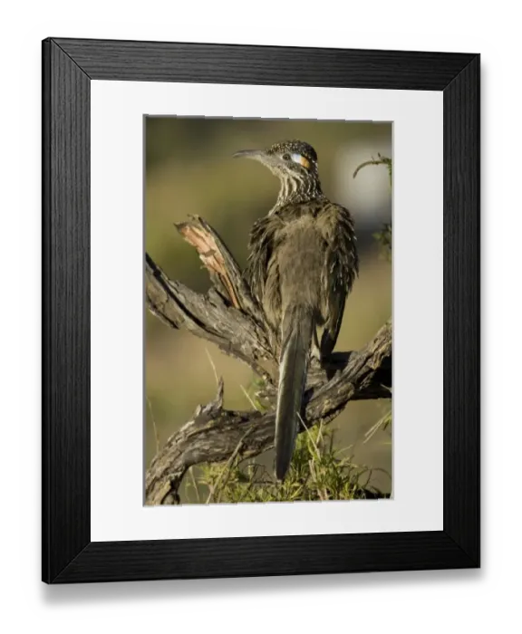 Framed Print : USA, North America, Texas Framed Print : USA, North America, Texas