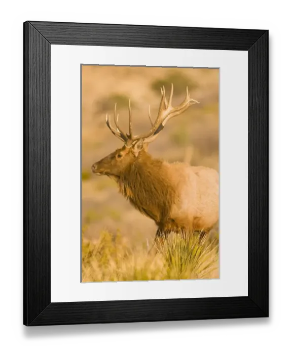 Framed Print : USA, North America, Texas