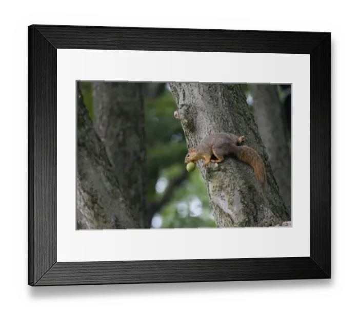 Framed Print : Fox squirrel with walnut in Defiance Ohio Framed Print : Fox squirrel with walnut in Defiance Ohio