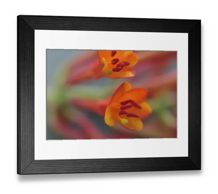 Framed Print : USA, Oregon, Portland. Coral honeysuckle flowers close-up