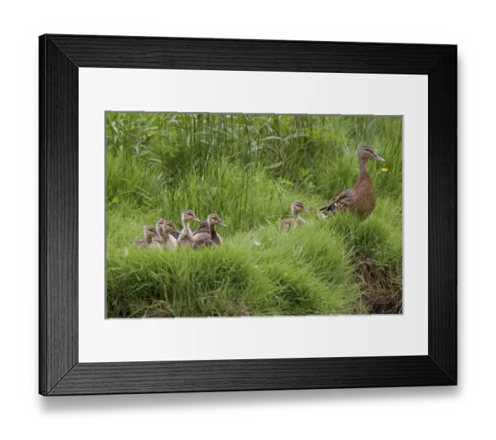 Framed Print : USA, Washington, Seabeck. Mother duck with babies Framed Print : USA, Washington, Seabeck. Mother duck with babies