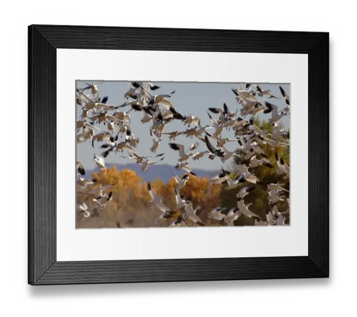 Framed Print : USA, New Mexico, Bosque del Apache National Wildlife Refuge, Snow Geese Framed Print : USA, New Mexico, Bosque del Apache National Wildlife Refuge, Snow Geese