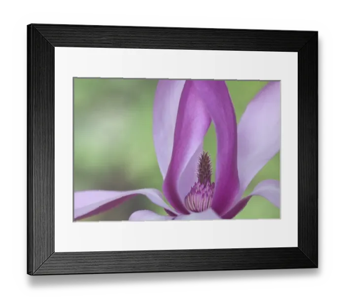 Framed Print : USA, Washington. Close-up of magnolia blossom Framed Print : USA, Washington. Close-up of magnolia blossom
