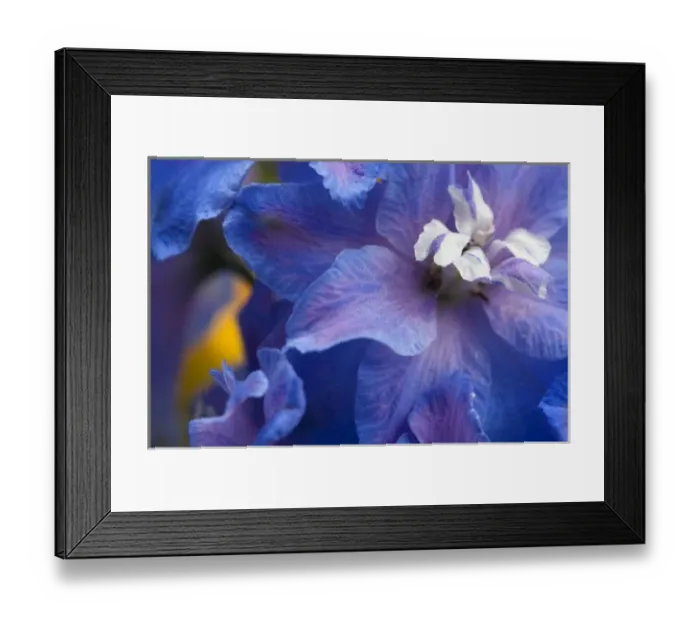 Framed Print : Spring flowers, Pennsylvania, USA