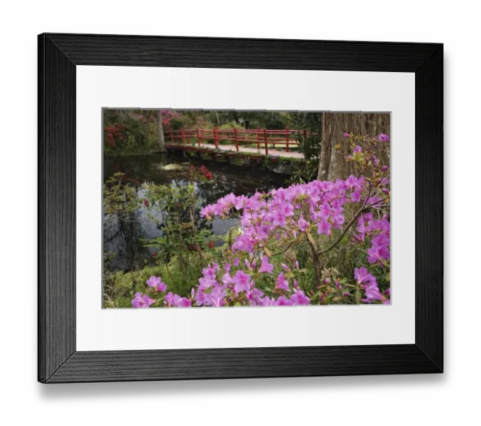 Framed Print : Blooming azalea and red bridge, Magnolia Plantation, Charleston, South Carolina Framed Print : Blooming azalea and red bridge, Magnolia Plantation, Charleston, South Carolina