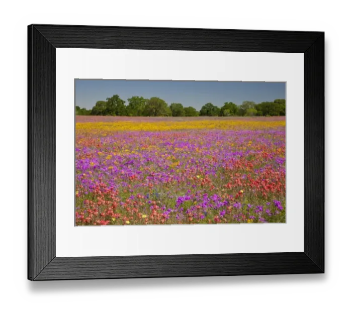 Framed Print : Texas Hill Country, USA. A large field of Texas wildflowers, including paintbrush Framed Print : Texas Hill Country, USA. A large field of Texas wildflowers, including paintbrush