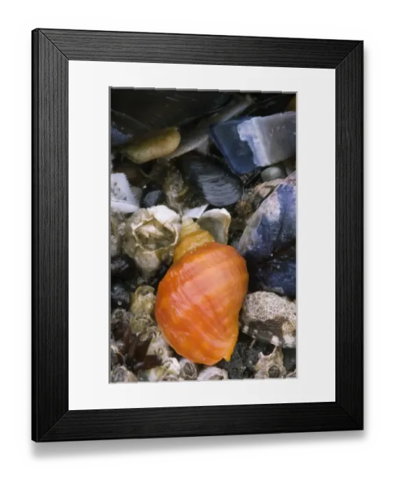Framed Print : Tide pool creatures, Oregon, USA Framed Print : Tide pool creatures, Oregon, USA