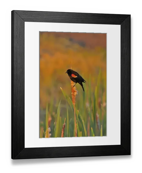 Framed Print : USA, Oregon, Portland. Red-winged blackbird clings to cattail stalk in meadow