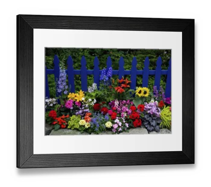 Framed Print : Blue Picket Fence with flower garden gracing it Sammamish Washington and our garden Framed Print : Blue Picket Fence with flower garden gracing it Sammamish Washington and our garden